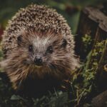 hedgehog, animal, spur-7274569.jpg