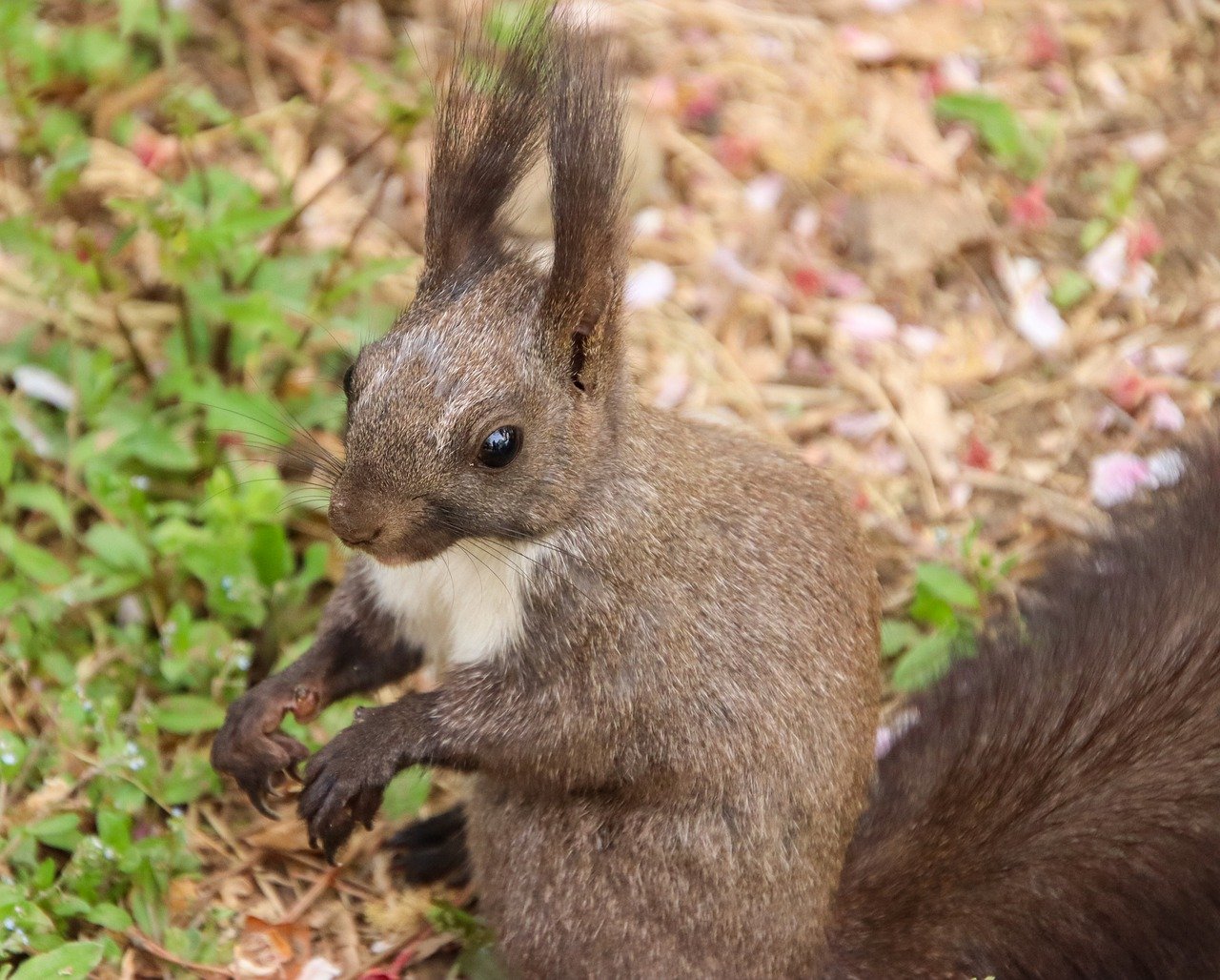 squirrel, rodent, foraging-7287277.jpg